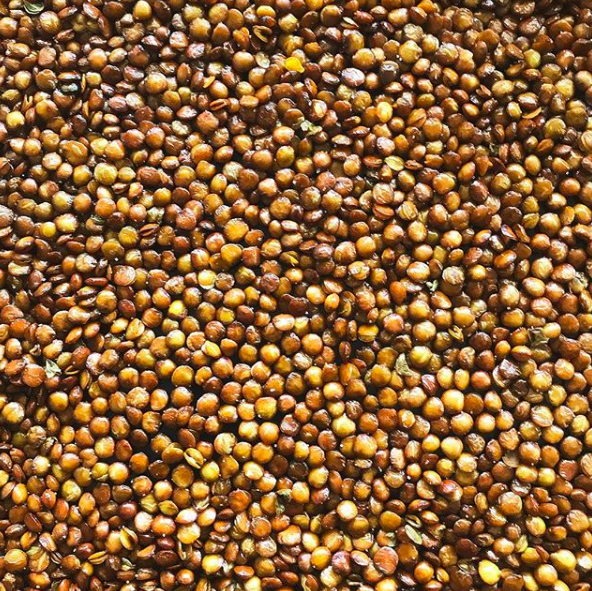 LENTEJA CRUJIENTE